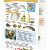 Sportime Oils & Fat Visual Learning Guide, 4 Pages, Grades 5 To 9