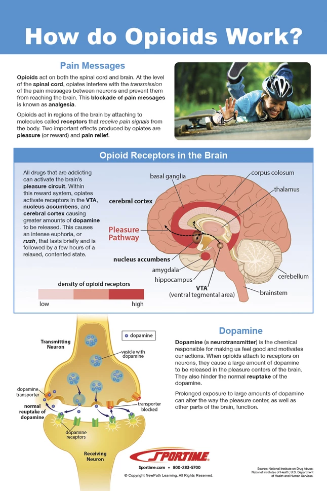 Sportime All About Opioid Drugs Bulletin Board Charts, Set Of 7, Grades 5 To 12 - Image 3